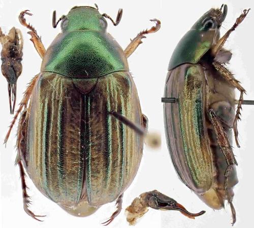 Anomala viridicostata
